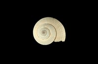 藏品(草黃車輪螺)的圖片